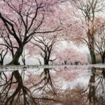 cherry blossom trees near river