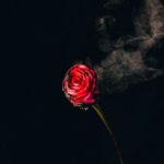 red rose with black background